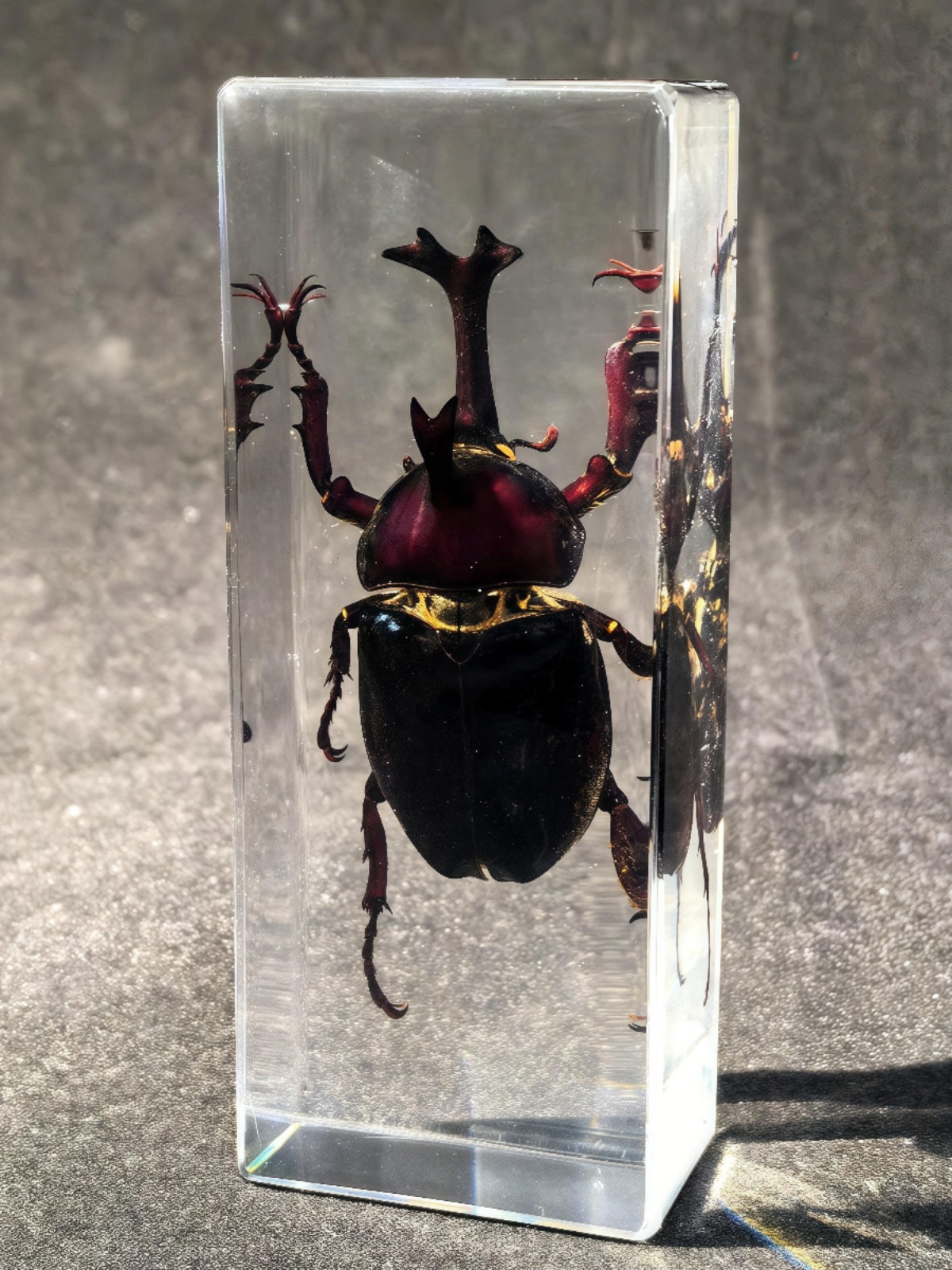 ≌真实昆虫树脂标本琥珀真虫桌面摆件金龟子蝎子独角仙标本台饰