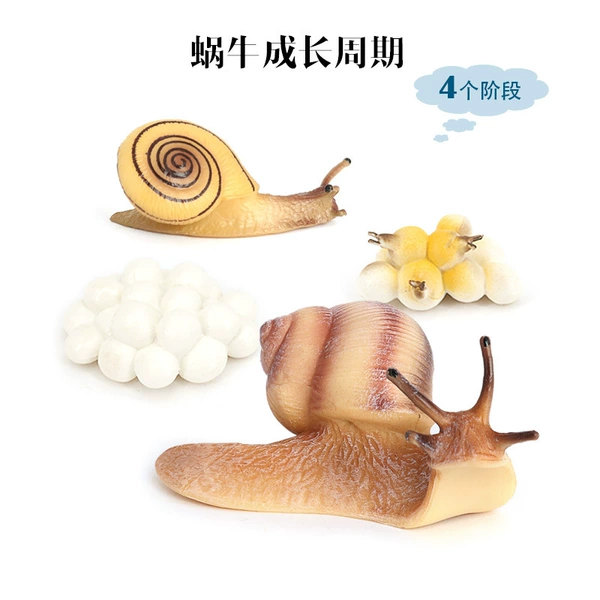 127-2442 Snail growth cycle model