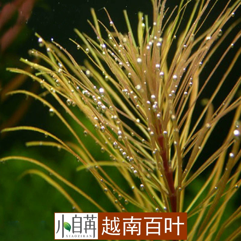 Вьетнам Байе Настоящая Водная Трава Живые Декоративные Аквариум Пейзаж Трава Оптом Трава заднего вида со стеблем Yijia