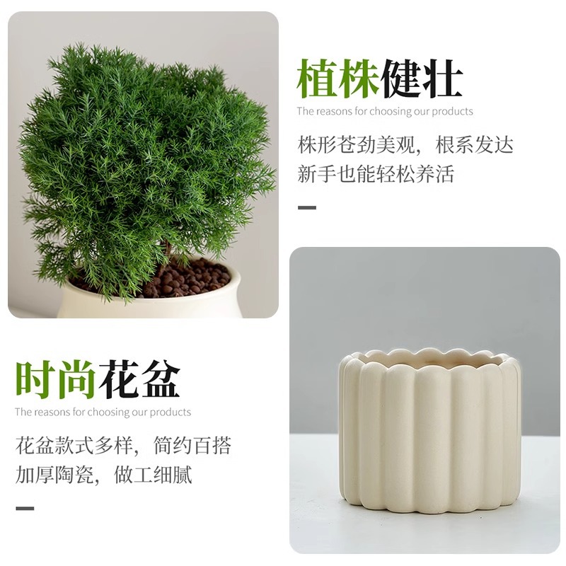 Put green pine green plants mist pine indoor small potted plants…