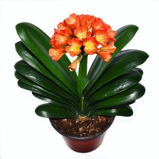 Clivia Four-Season Potted Flower Buds, Old Seedlings, Large and Small Seedlings, Flower Plants, Indoor Florals, Easy to Grow, Round-Headed Monk Changchun