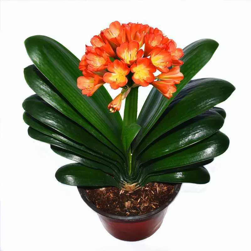 Clivia Four Seasons Бутон цветка в горшке Старая рассада Большая и маленькая рассада Цветочные растения Комнатные цветы Хорошо подходят для выращивания Круглая голова Монах Чанчунь