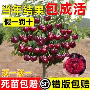 ܇���Ә�����Ҙ����Ϸ������Nֲˮ�����԰����޽����ڴ���Ҙ���