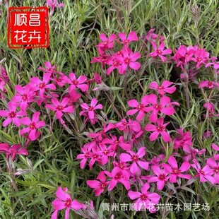 ����֥���� �����ر�������֥�� ����������ͥԺ�ر�֥�ѱ���