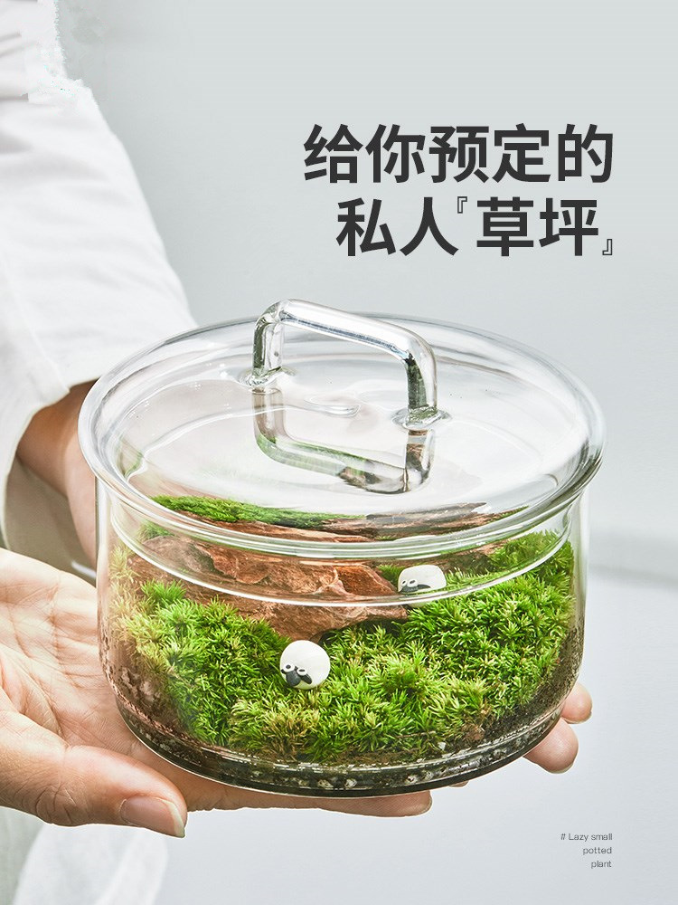 Moss Micro-landscape Plant,Moss Ecological Bottle,Fresh Moss,Interesting Potted Plant,Creative Green Plant,DIYIndoor Decoration