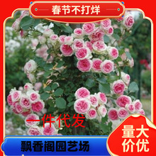 �ٱ��¼��������l �����¼����T��ɳ��ʯ����  �໨�Nޱ�����_��
