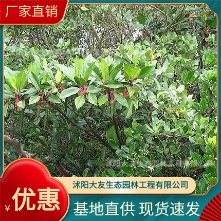 Вечнозеленый кустарник Гинорризы