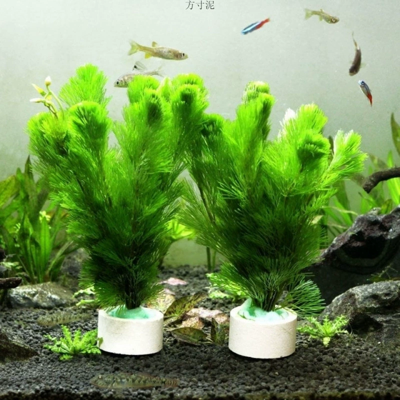 Водный пакет хорош для питания и устойчивости к живой воде Растение хризантема большой лист зеленый девятикоронник аквариум водяной пейзаж завод оптом