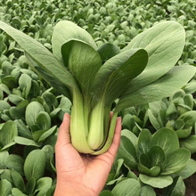 ߲˷NӴȫͥNֲ˴ײļN̨~Ϻ˷N