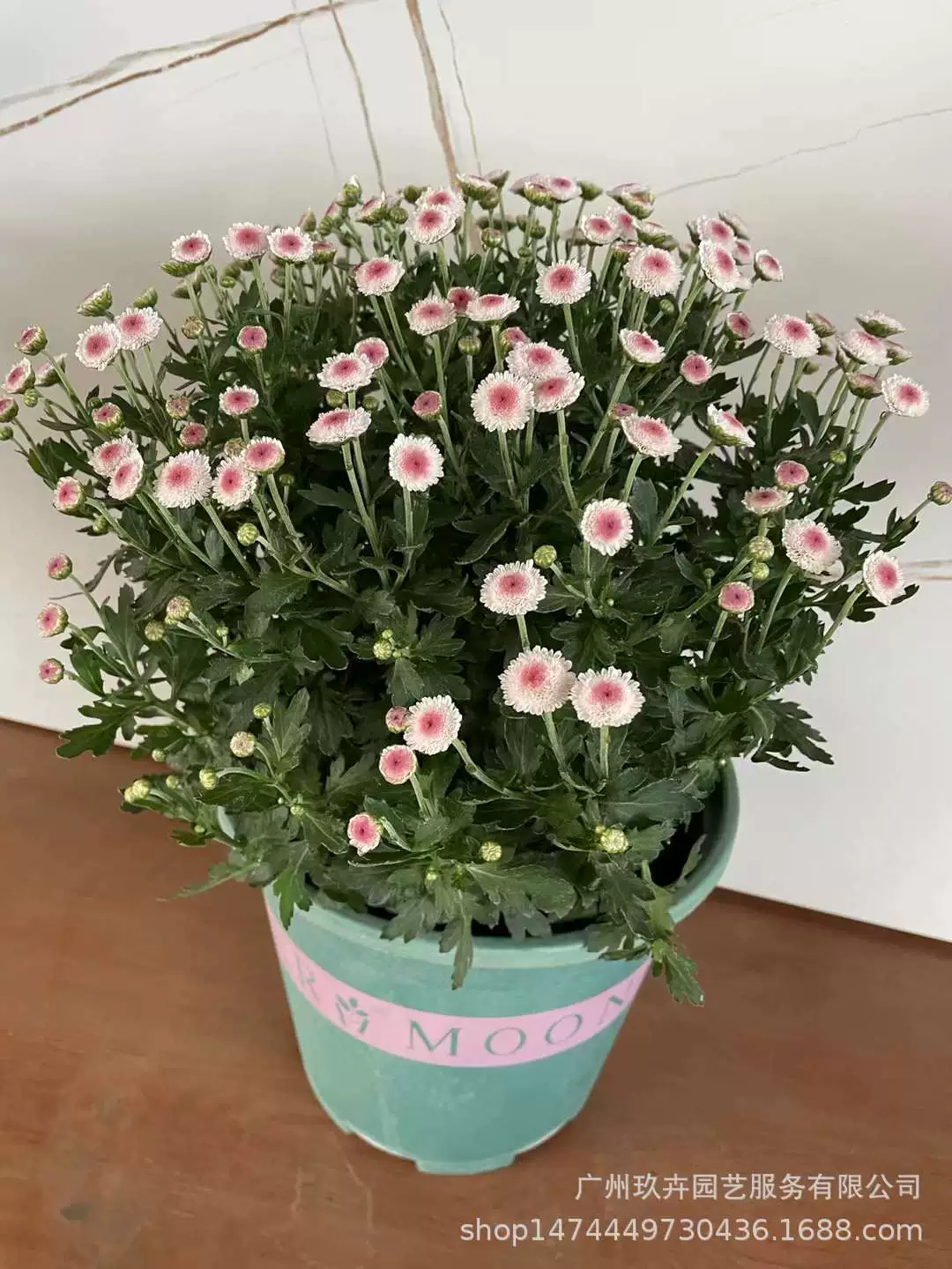 Яйца жемчуга и нефрита многолетние хризантемы Крытый и открытый Горшечное Растение многолетнее цветение морозостойкие и хорошее Кормление зеленого растения