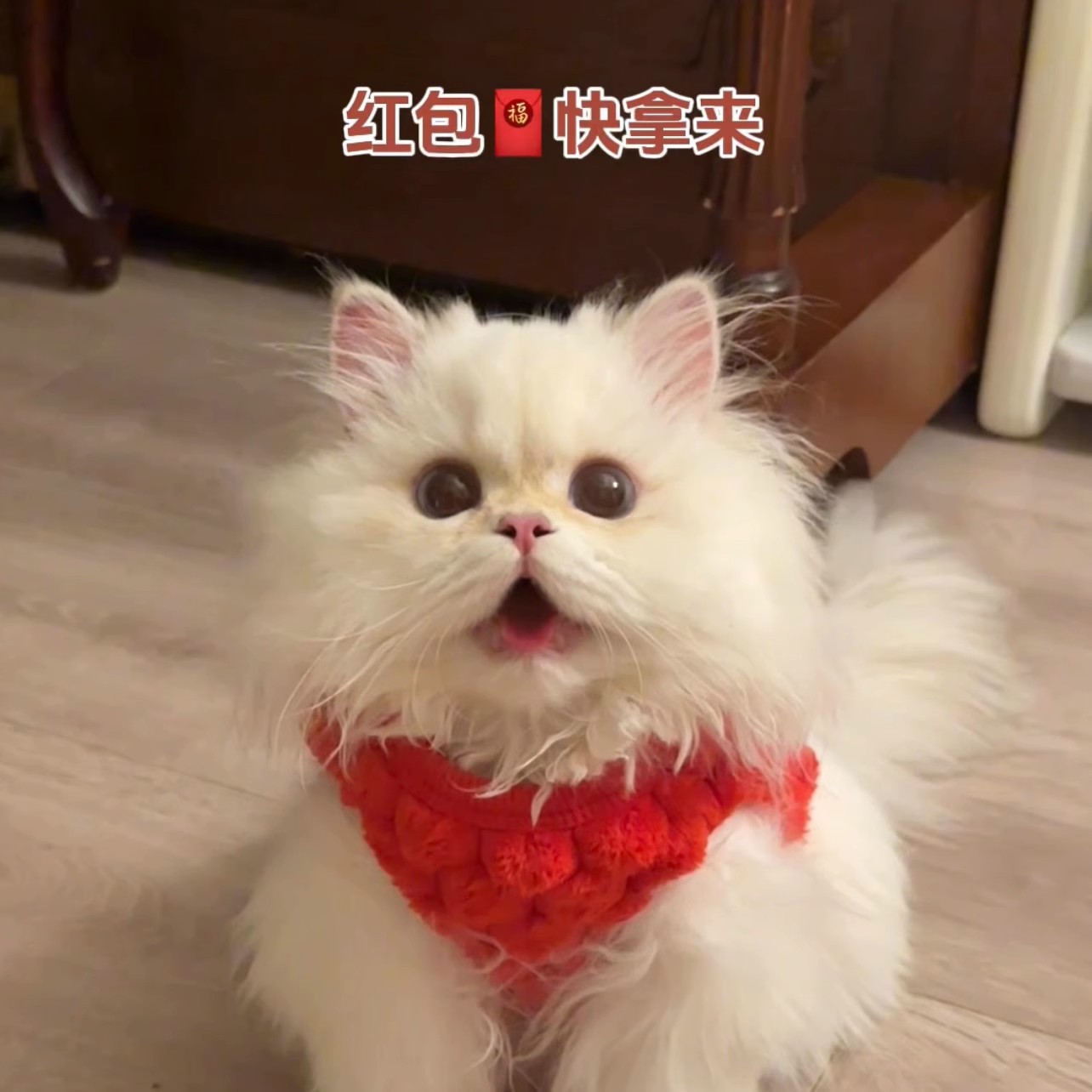 Ropa de mascotas para gatos de Año Nuevo chaleco de peluche cálido oro muñecas de capa graduada gato azul gato joven invierno ropa de Año Nuevo