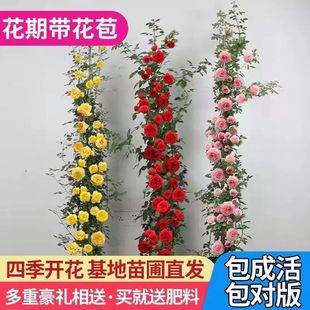 �ٱ��¼�������ļ��_���¼�����������Nޱ����ͥԺ����ֲ����