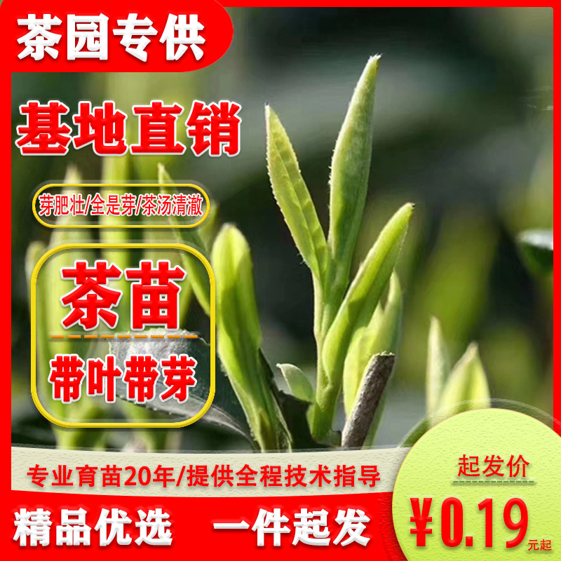 茶苗 南北方茶叶树苗木种植基地红茶绿茶黄金茶龙井绿化苗木茶苗