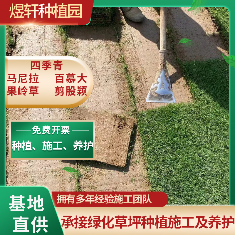 高羊茅剪股颖庭院真草坪 黑麦草麦冬草混播果岭草 带泥土绿化草皮