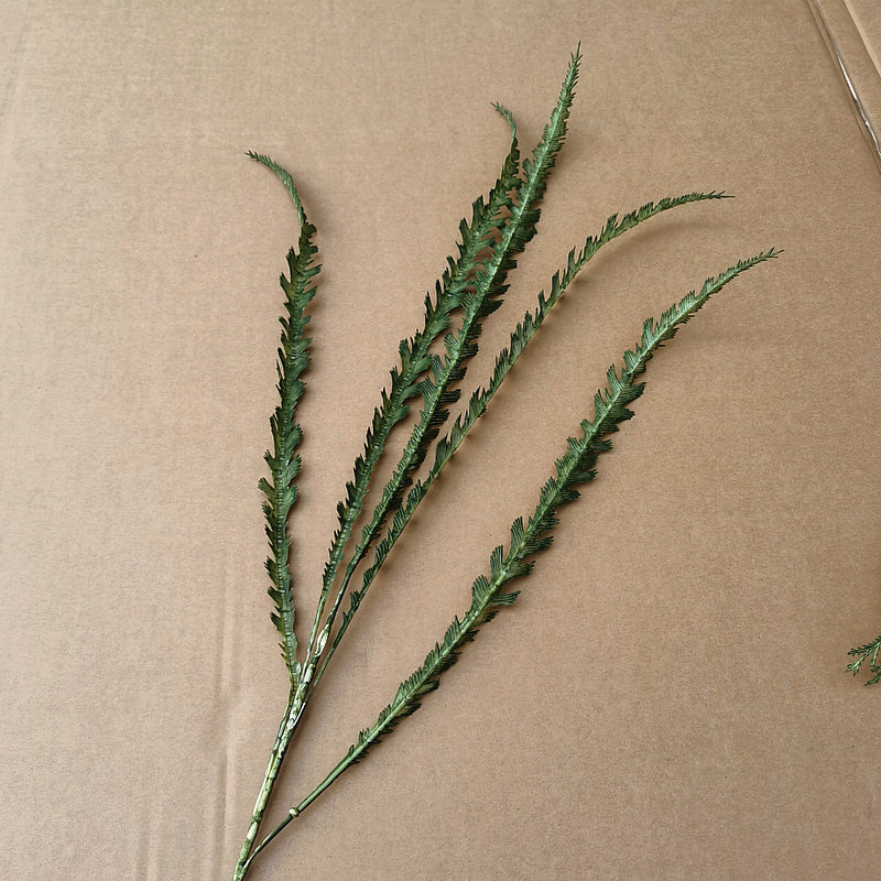 Miscanthus 다크 그린