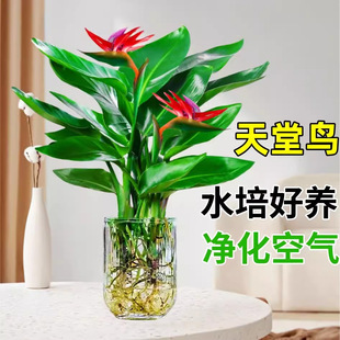 �����Bˮ��ֲ��͏d�Gֲ�����k���҃Ȼ��������ļ�����ˮ�B�Q���m