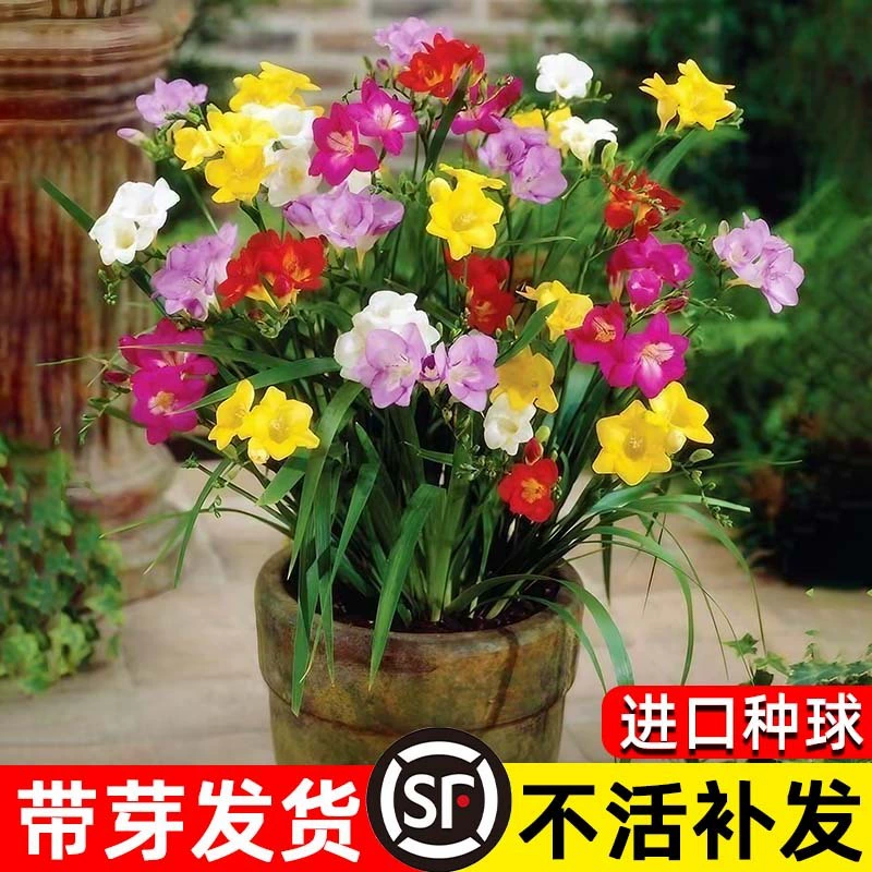 Луковица фрезии в горшке с двойными цветами, цветущими в любое время года, ароматная фрезия, комнатный настольный цветок, зеленые семена растений