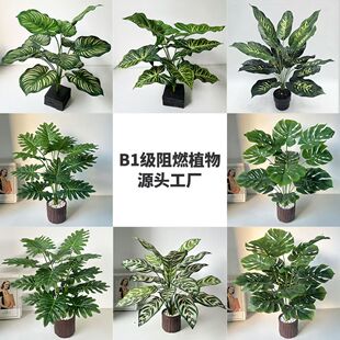 ����ֲ����ȼ����B1���������f�����̳��پGֲ�����~�쾰����ֲ��