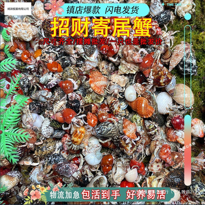 蟹活物入门寄居蟹观赏蟹深紫懒人灰白紫陆陆生新手蟹观赏蟹宠物|ru