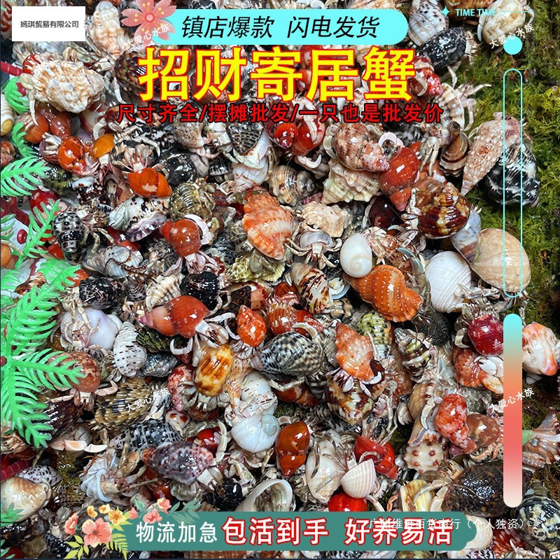 蟹活物入门寄居蟹观赏蟹深紫懒人灰白紫陆陆生新手蟹观赏蟹宠物|ru