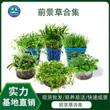 ���������ձ�������ǰ����ϼ����l���wˮ�����~���쾰����ˮ��