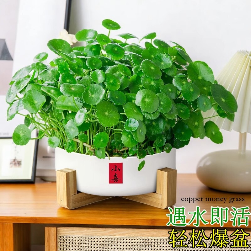 Copper money grass hydroponic plant indoor small pot desktop green plant four seasons good office big leaf money grass root buds Copper money grass hydroponic plant indoor small pot desktop green plant four seasons good office big leaf money grass root buds