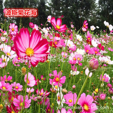 波斯菊种子混色格桑花种子开花不断花种子室外组合花籽