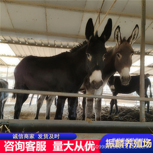 ���HƷ�N���������������H���|���Bֳ���H�N���H��r��