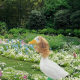 Foreign Trade Cross-border Hot Sale Handmade Crocheted American Goose Wig Hat Cute Decorative Hat Wig Headgear