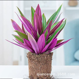 盆栽;种子;园林果树