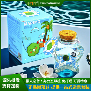 Marimo seaweed ball ecological bottle suit hydroponic plant desktop micro landscape girls send boyfriends and girlfriends birthday gift