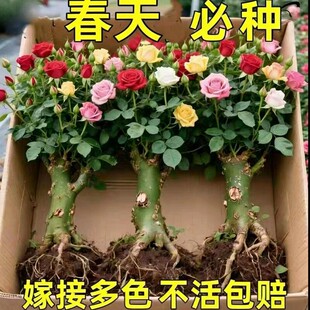 õ�廨���Ϙ����Ի��ܶ༾���_���Gֲ���¼��Nޱ�ϸ��̨�ļ��Nֲ