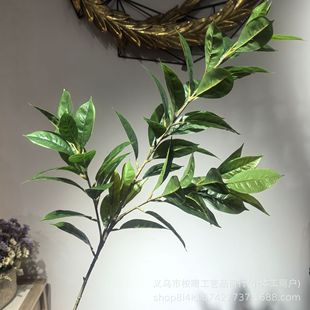 �����L֦�٘��~�R��ľ��֦�¹��~�d�ӻ�����~�@�ֹ����쾰��ľ