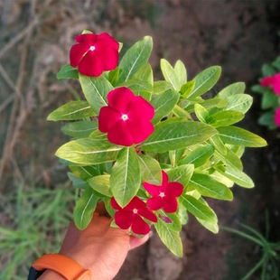 �L�����N�ӻ�ɫ���մ��ļ��_���׻��҃�����ͥԺ�������Ի��ܷN��