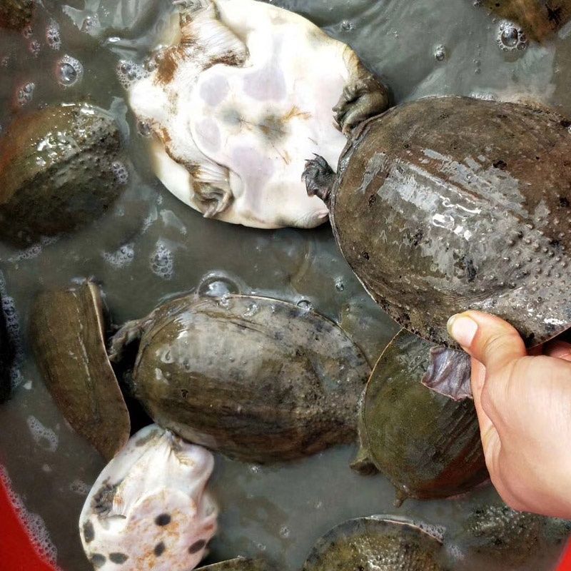 甲魚7-9兩外塘冷水小甲魚苗中華鼈苗養殖鹵味王八童子鼈水魚批發