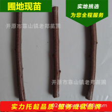 ֦t~Nl |t~ ͺt~С ،ؿ