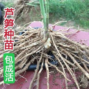 Asparagus Root Seedlings Are Planted with Purple Asparagus Seedlings for All Seasons. Lu-Sprout Planting Vegetables Are Planted for Three Years. Balcony Potted Seedlings
