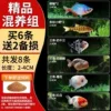 【Mixed Breeding Group】Buy 6 and get 2 for free