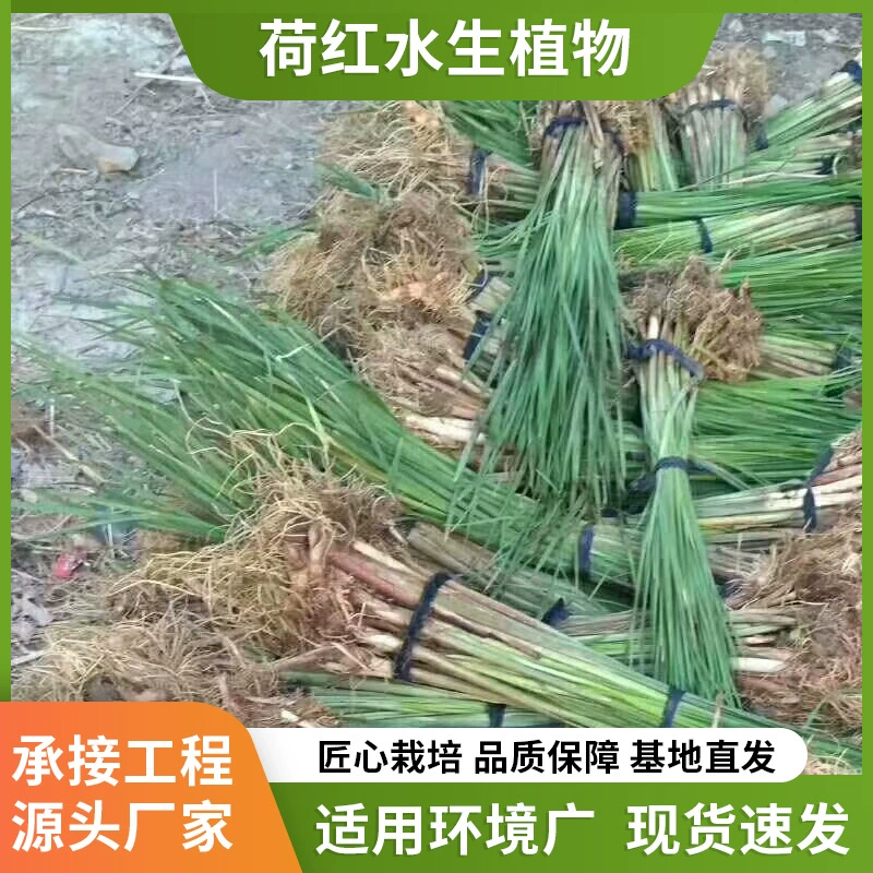 Кустики тростника в горшках, посадка водных вечнозеленых цветочных растений, ландшафтное проектирование болот, зеленение, оптовая продажа рассады.