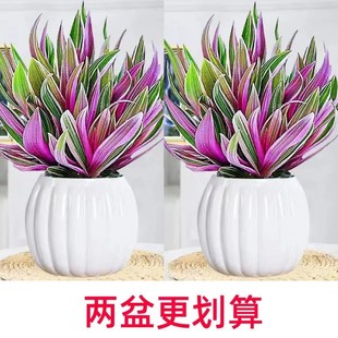 ��¶�m�����҃ȾGֲ���m�����k���ҿ՚��ȩֲ��͏d���B�[�Ż���