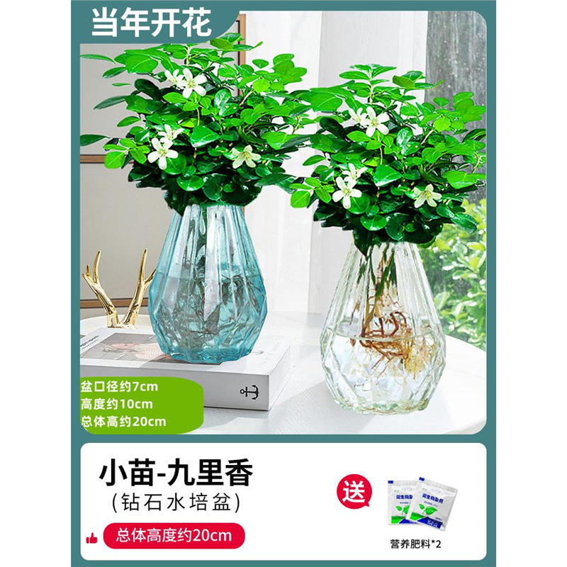 [두 냄비 특별 제공] 90#지우리샹(투명+블루다이아몬드 유리병) + 비료