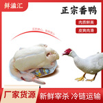 农家老番鸭 乡下自养红脸老鸭肉 正番鸭子生鲜鸭肉现杀土鸭整只发