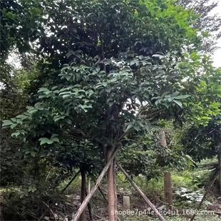 ���ľ���L�����L����ͩ������Ѷ����l5-10-20-30-50-80��