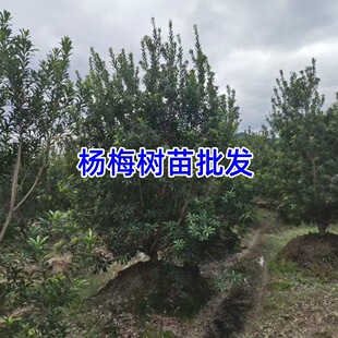��÷����Y���ӵė�÷����͗�÷�����÷8-15���֗�÷��������