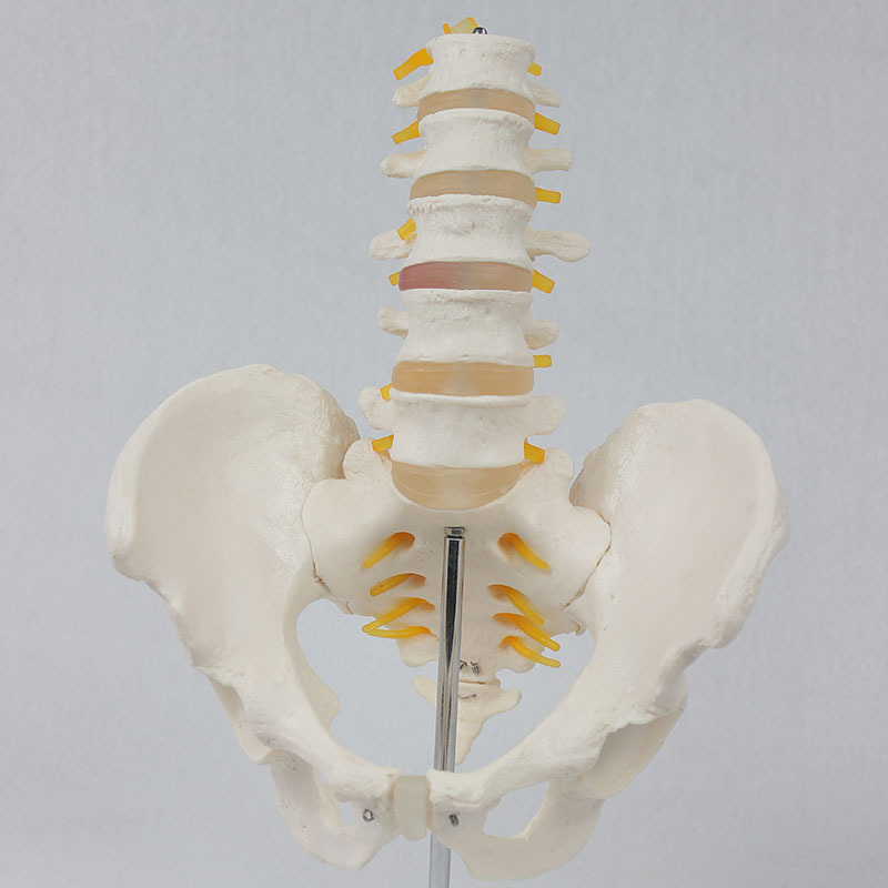 5节腰椎带骨盆附神经1