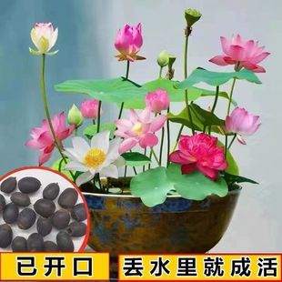 �߲���ɏˮ��ֲ��ɻ��������_�������_���̨ͥԺ˯ɏ�����Gֲ