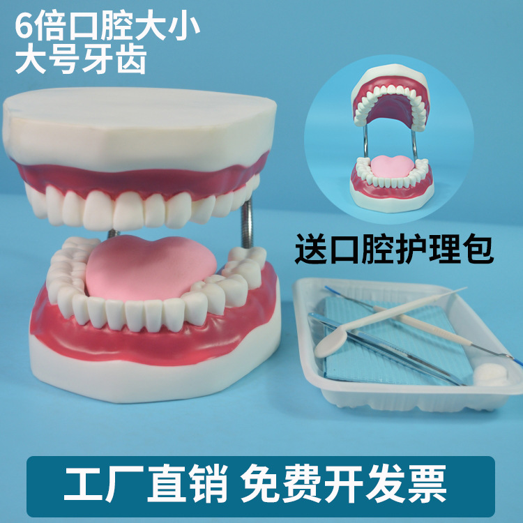 大号牙齿口腔护理模型 牙护理保健模型 家政养老培训牙科材料|ru