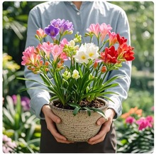 香雪兰花球盆栽重瓣种小苍兰带芽种根带花苞混色盆栽多季开花鲜花