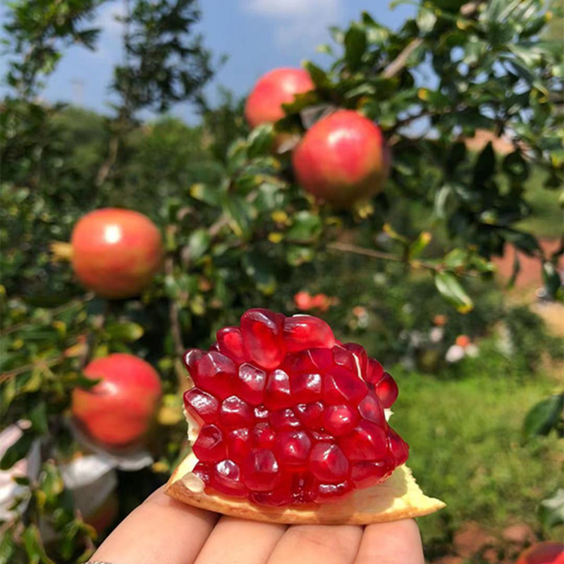 c69a2f1fb459b96a18b25bd748bd97