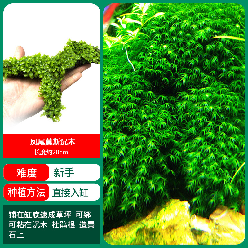 피닉스 테일 모스 침몰 나무 [얼리 어답터 가격]❤특별 혜택] 무료 38ml 영양 솔루션